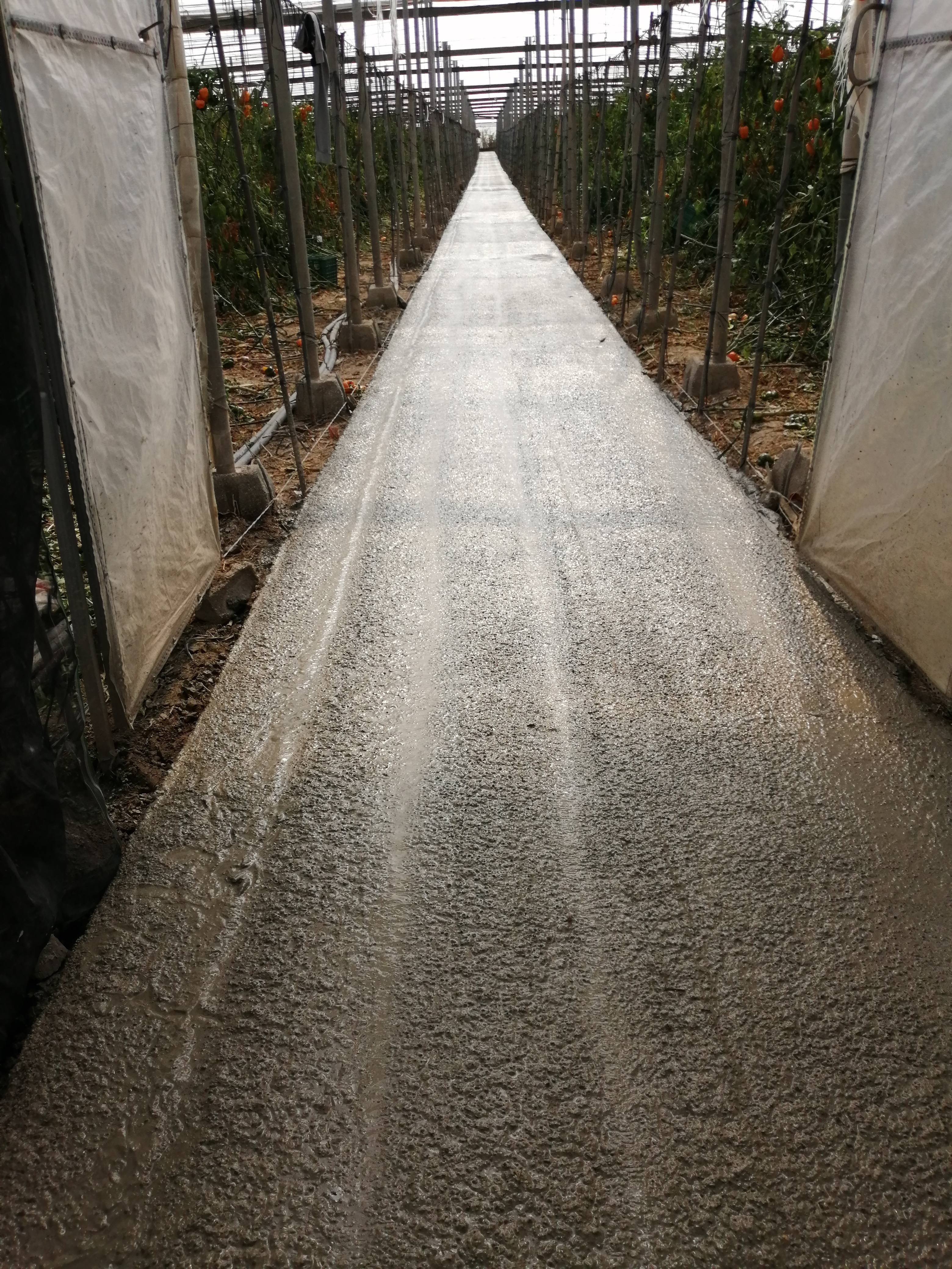 Invernadero pavimentado